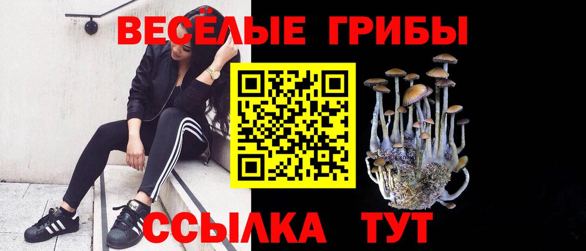 Псилоцибиновые грибы Psilocybe  Вход с VPN  Псилоцибиновые грибы Psilocybe  Богданович 